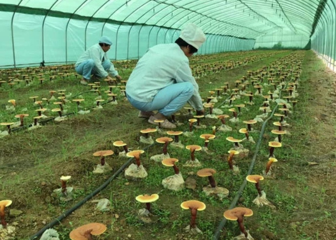 1584579028116727.png 4.png